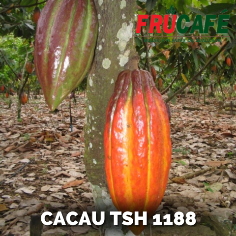 Muda de Cacau TSH 1188