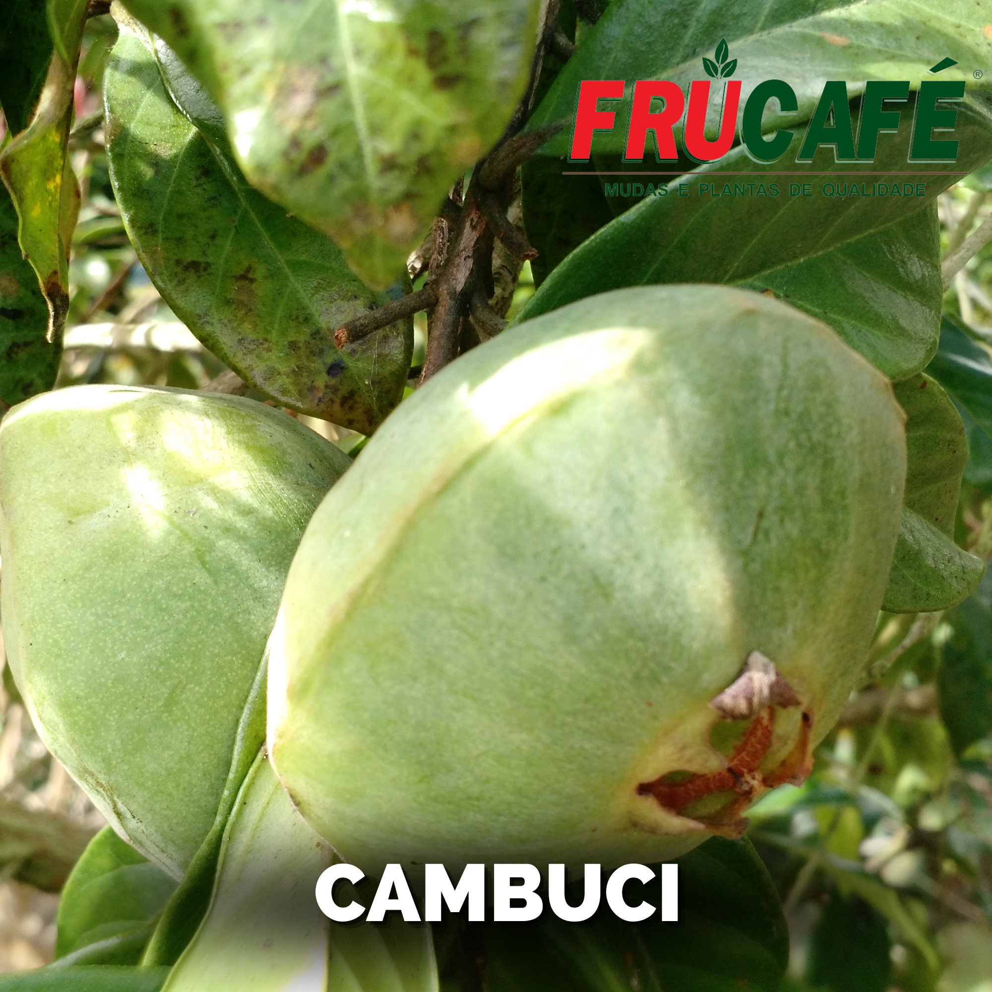 Muda de Cambuci — Viveiro Frucafé
