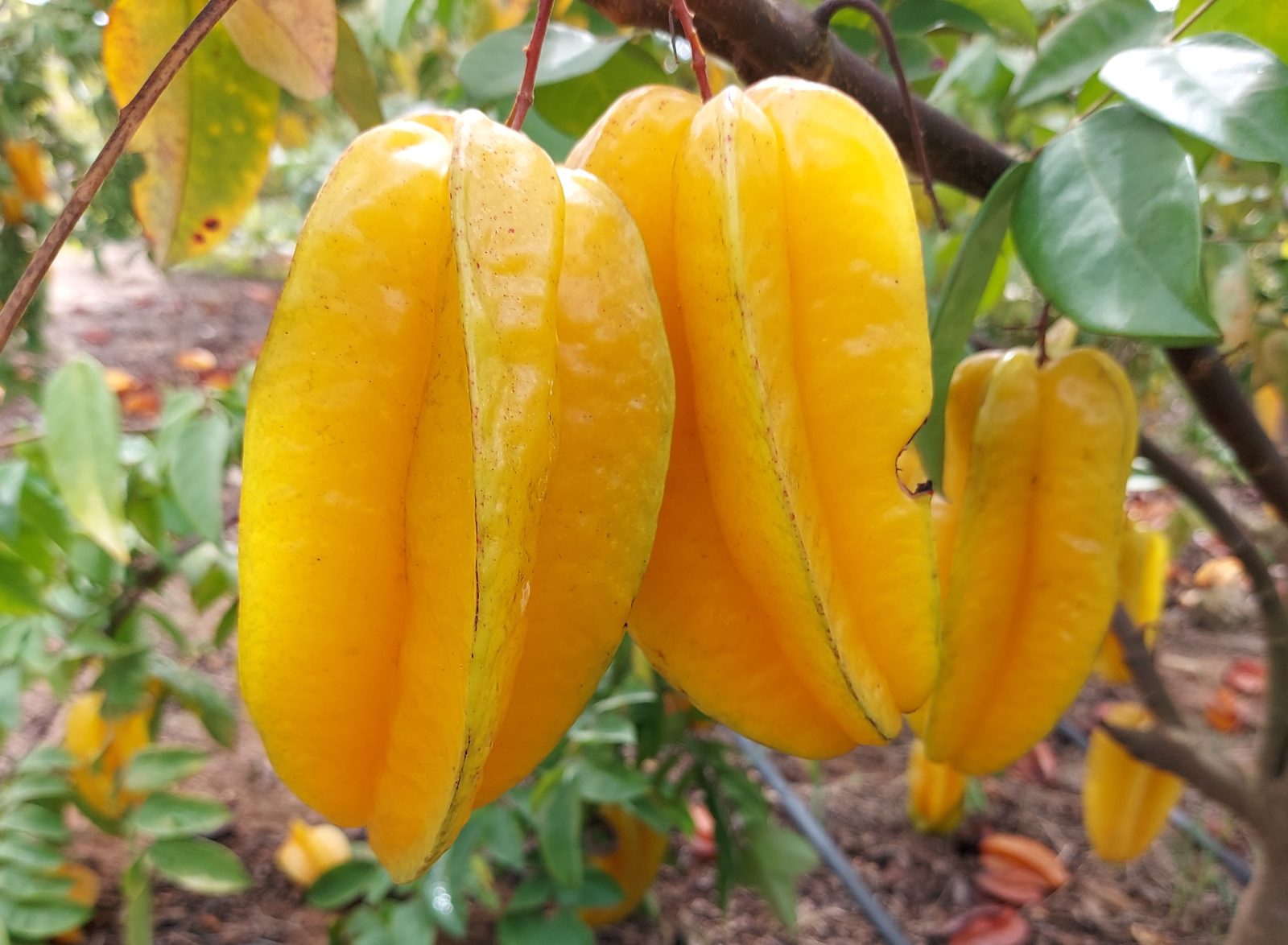 Muda de Carambola Cinco Estrelas — Viveiro Frucafé