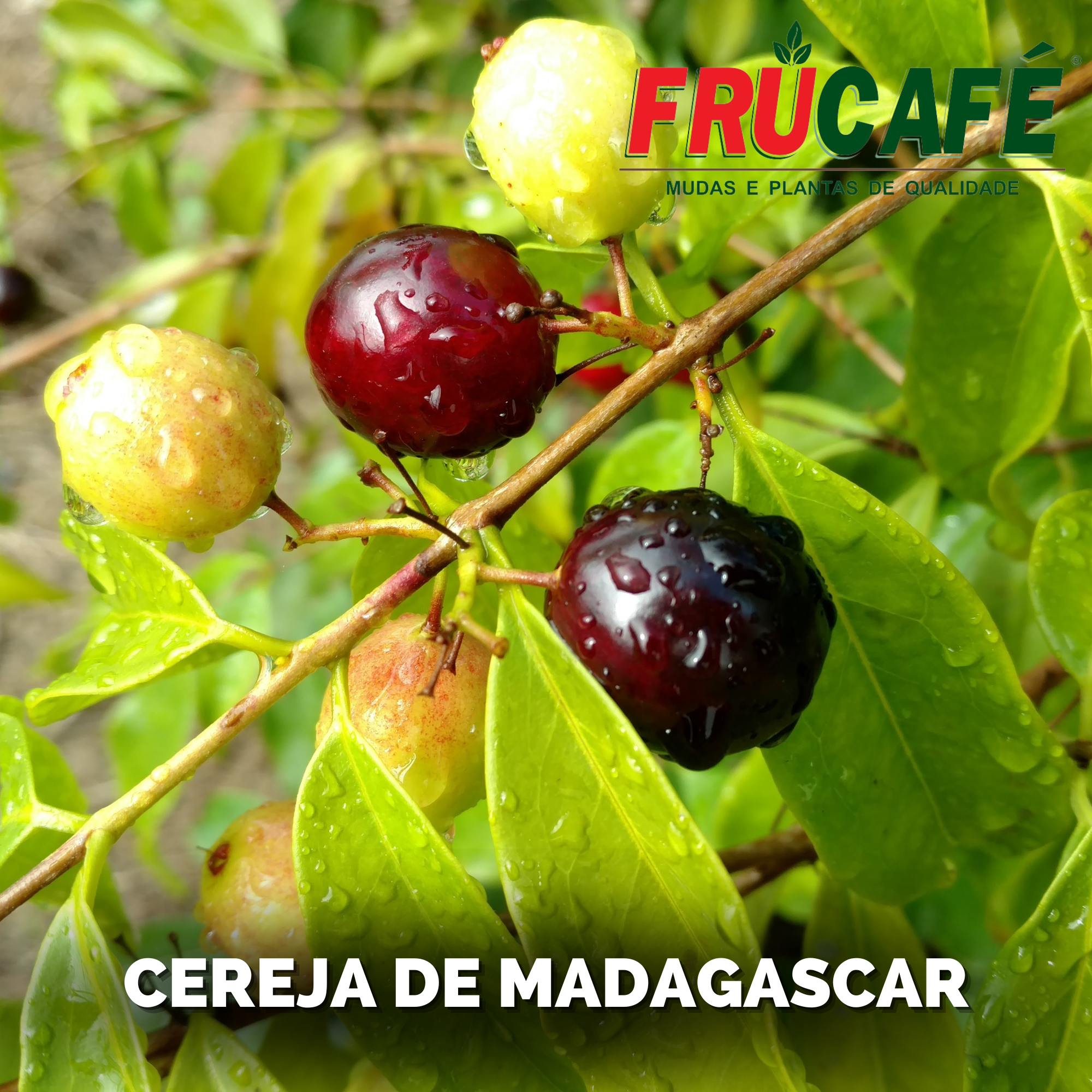 Muda de Cereja de Madagascar — Viveiro Frucafé