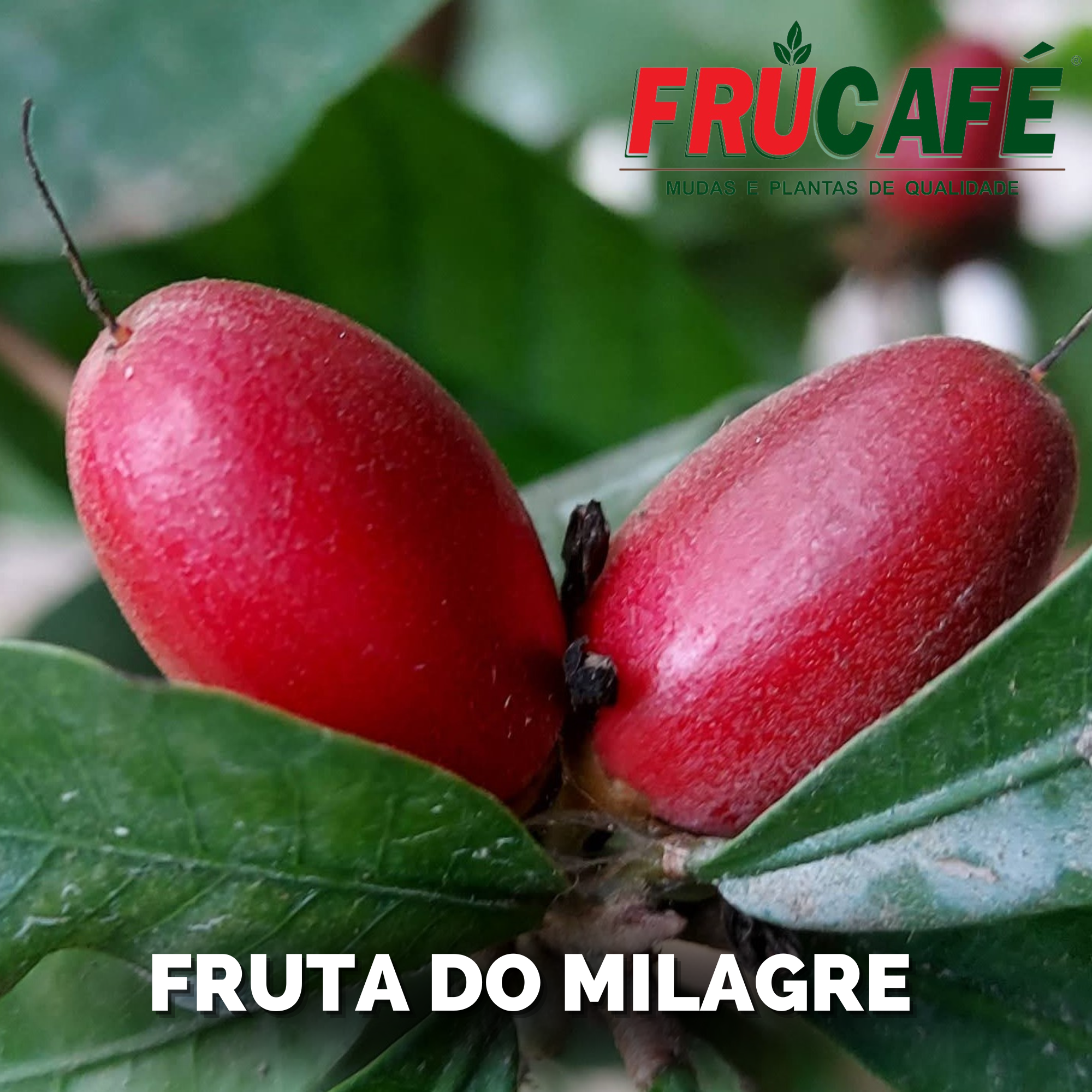 Muda de Fruta do Milagre — Viveiro Frucafé