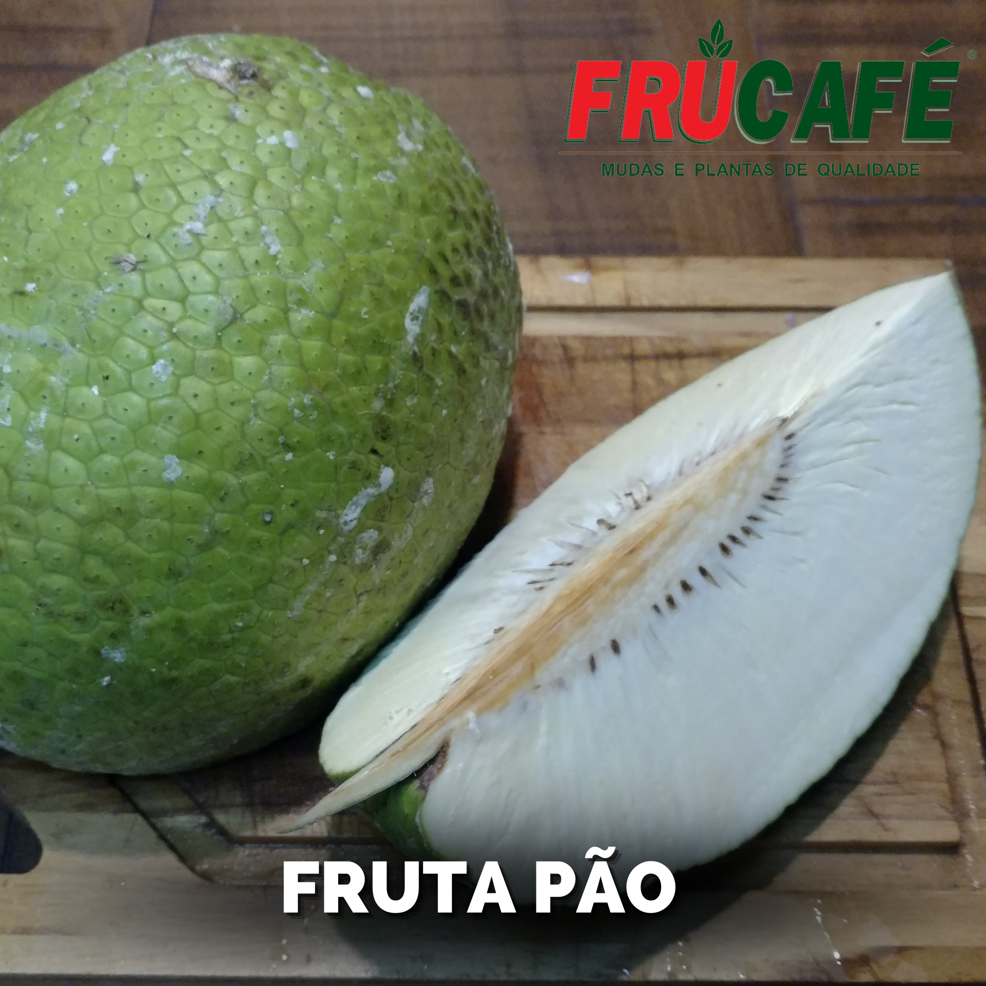 Muda de Fruta Pão — Viveiro Frucafé
