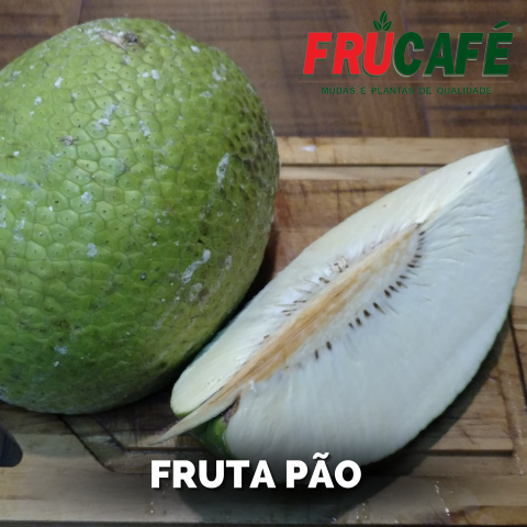 Muda de Fruta Pão