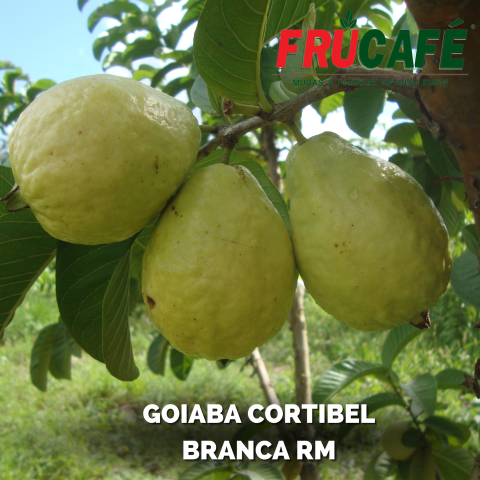 Mudas de Goiaba