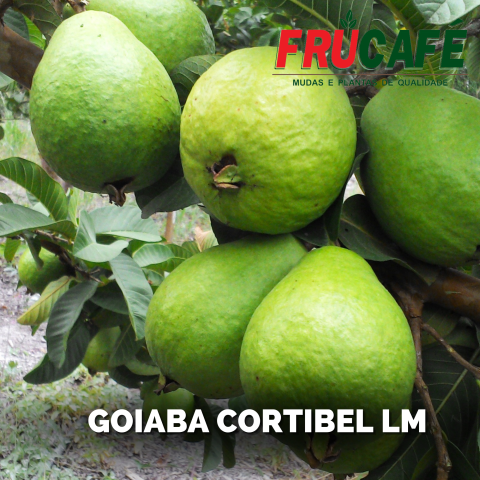 Muda de Goiaba Cortibel LM