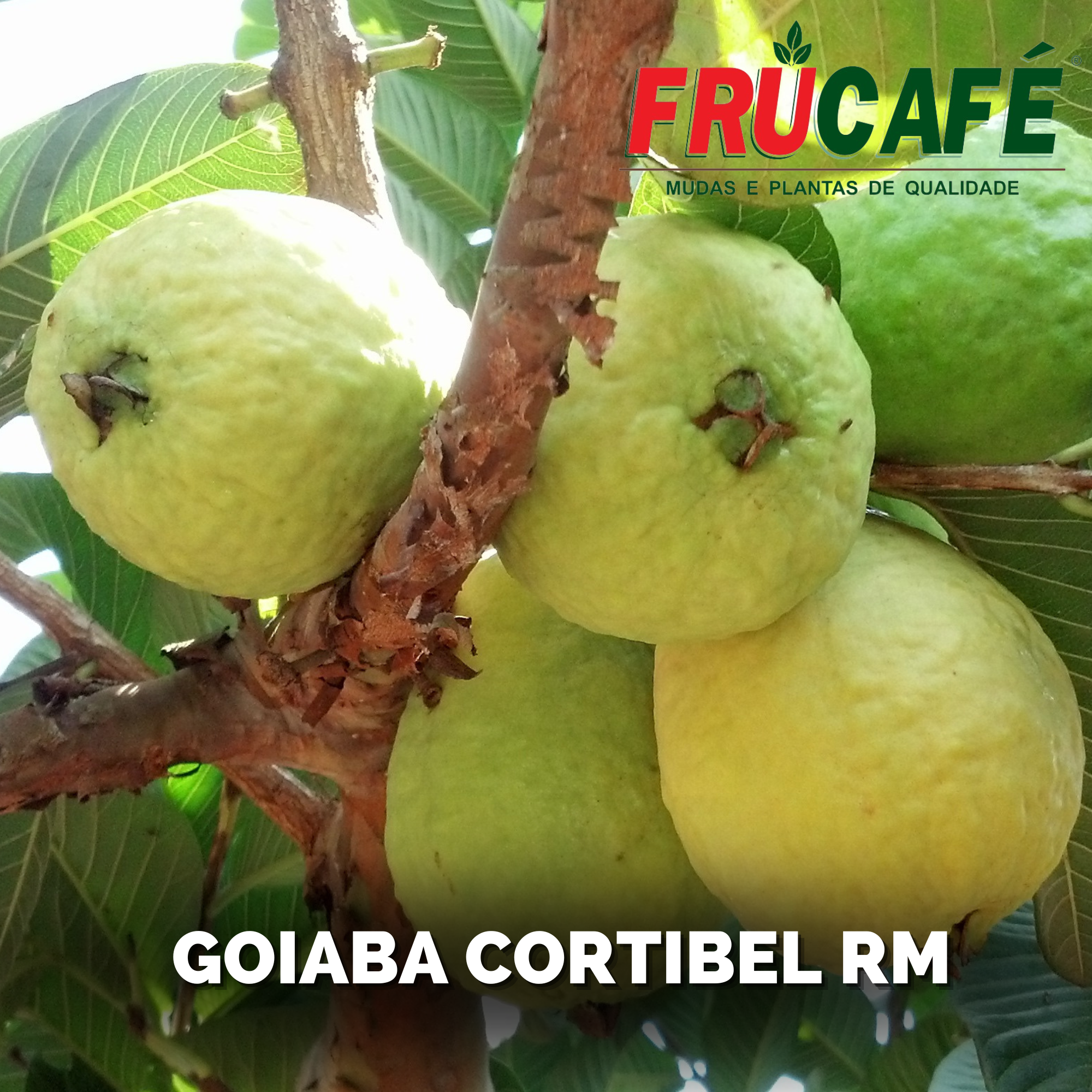 Muda de Goiaba Cortibel RM — Viveiro Frucafé