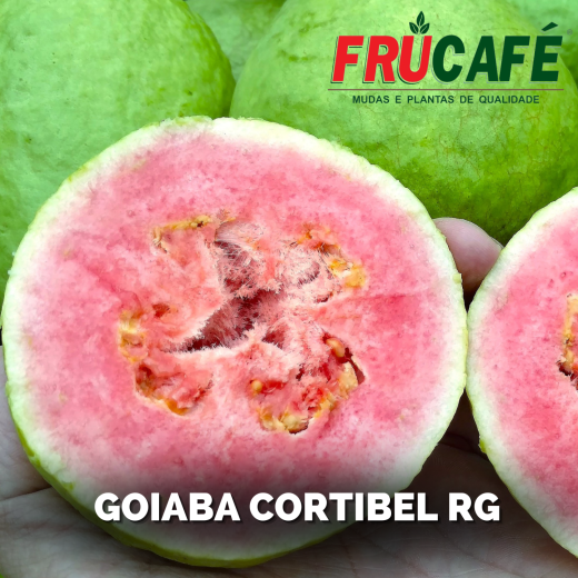 Muda de Goiaba Cortibel RG