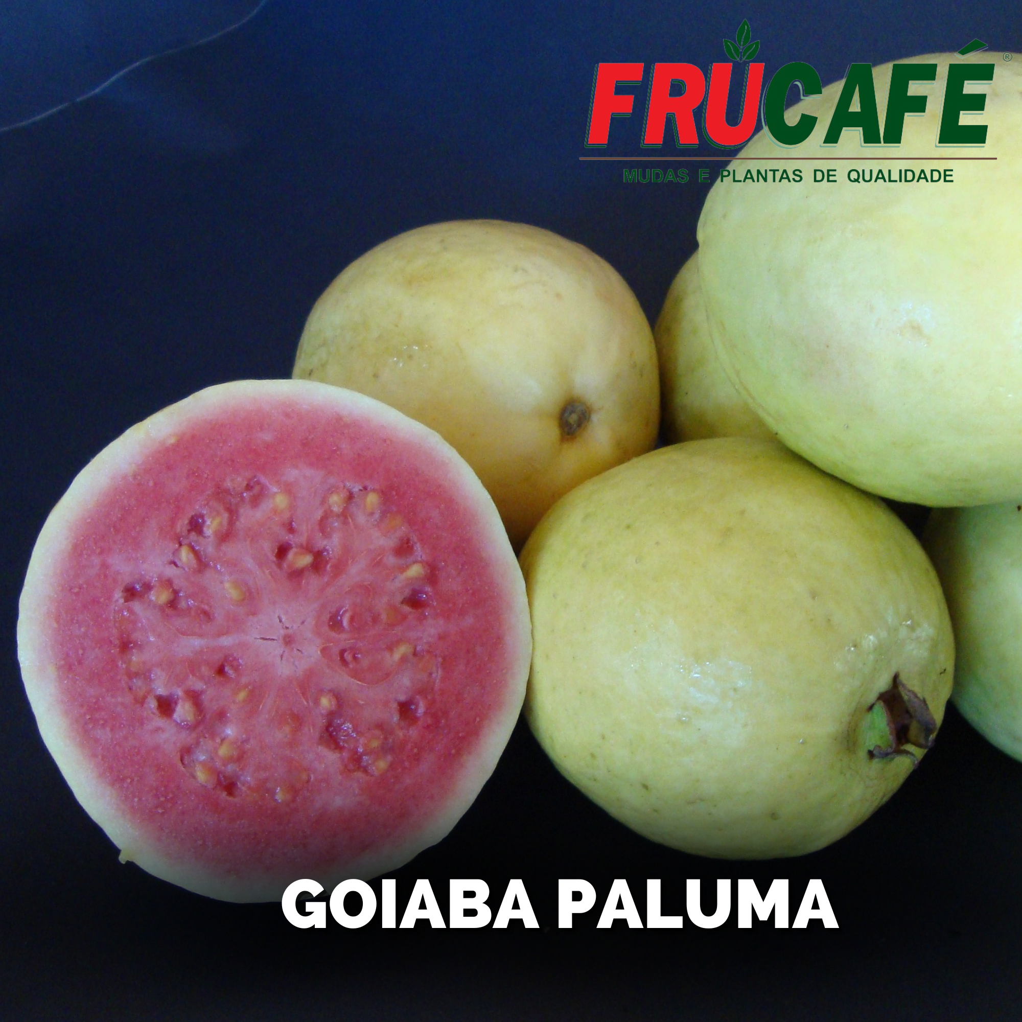 Muda de Goiaba Paluma — Viveiro Frucafé