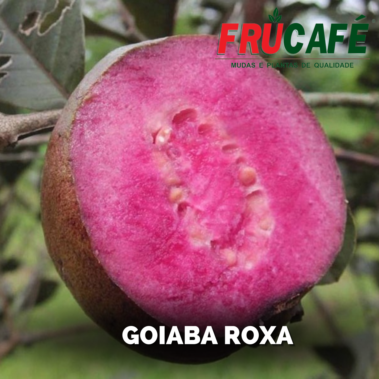 Muda de Goiaba Roxa — Viveiro Frucafé