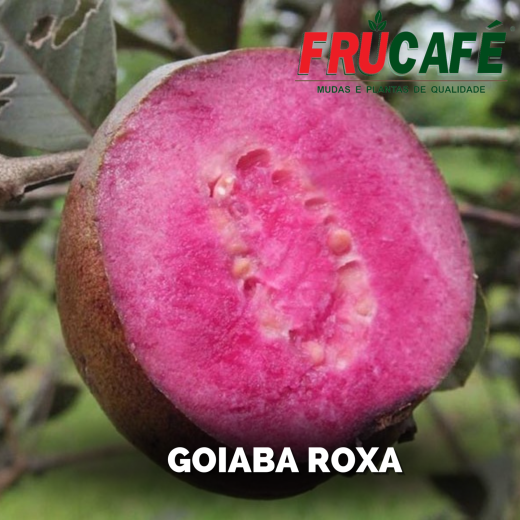 Muda de Goiaba Roxa