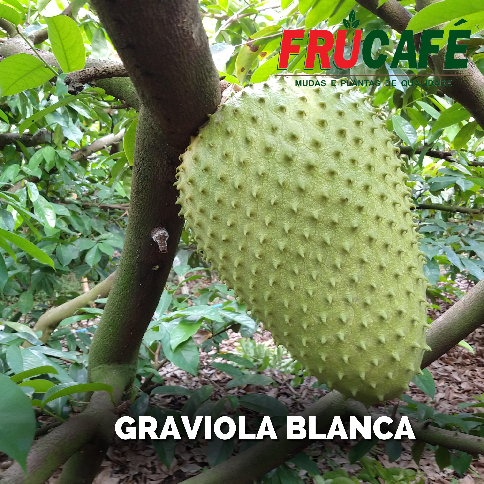 Muda de Graviola Blanca — Viveiro Frucafé