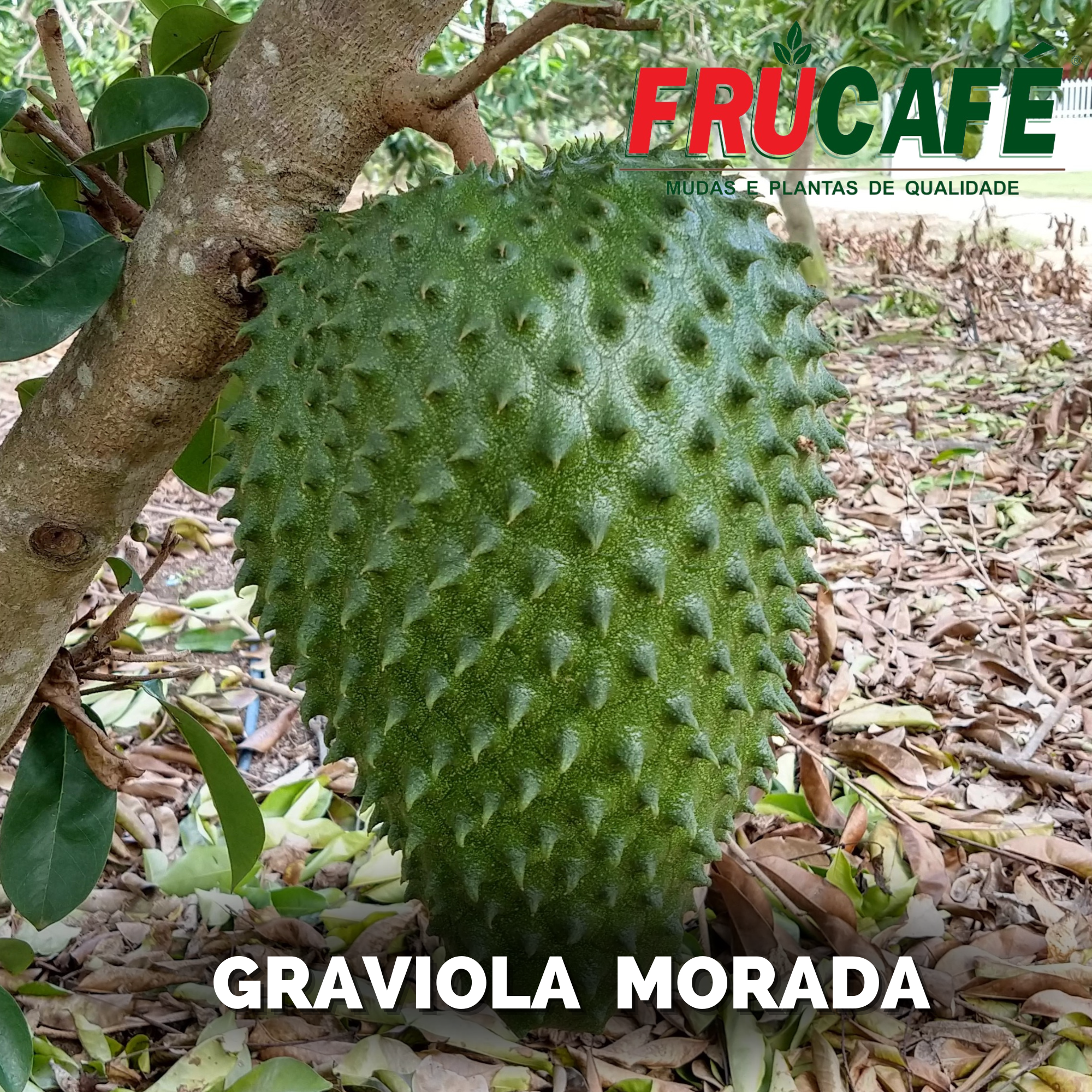 Muda de Graviola Morada — Viveiro Frucafé