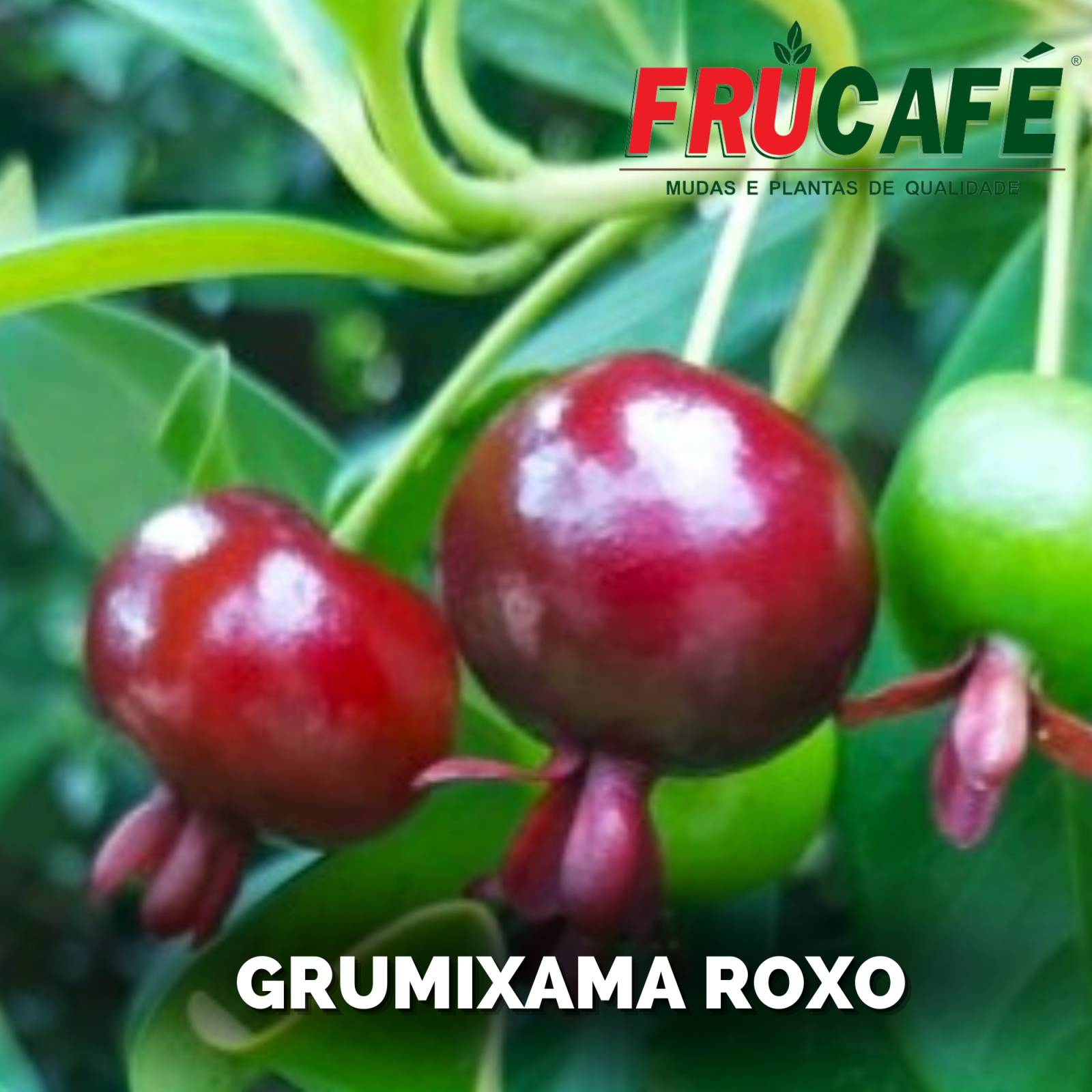 Muda de Grumixama Roxo — Viveiro Frucafé