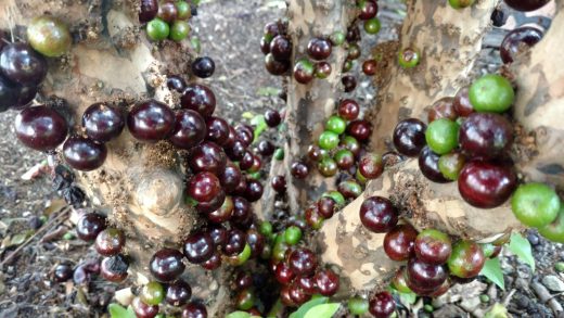 Muda de Jabuticaba Paulista