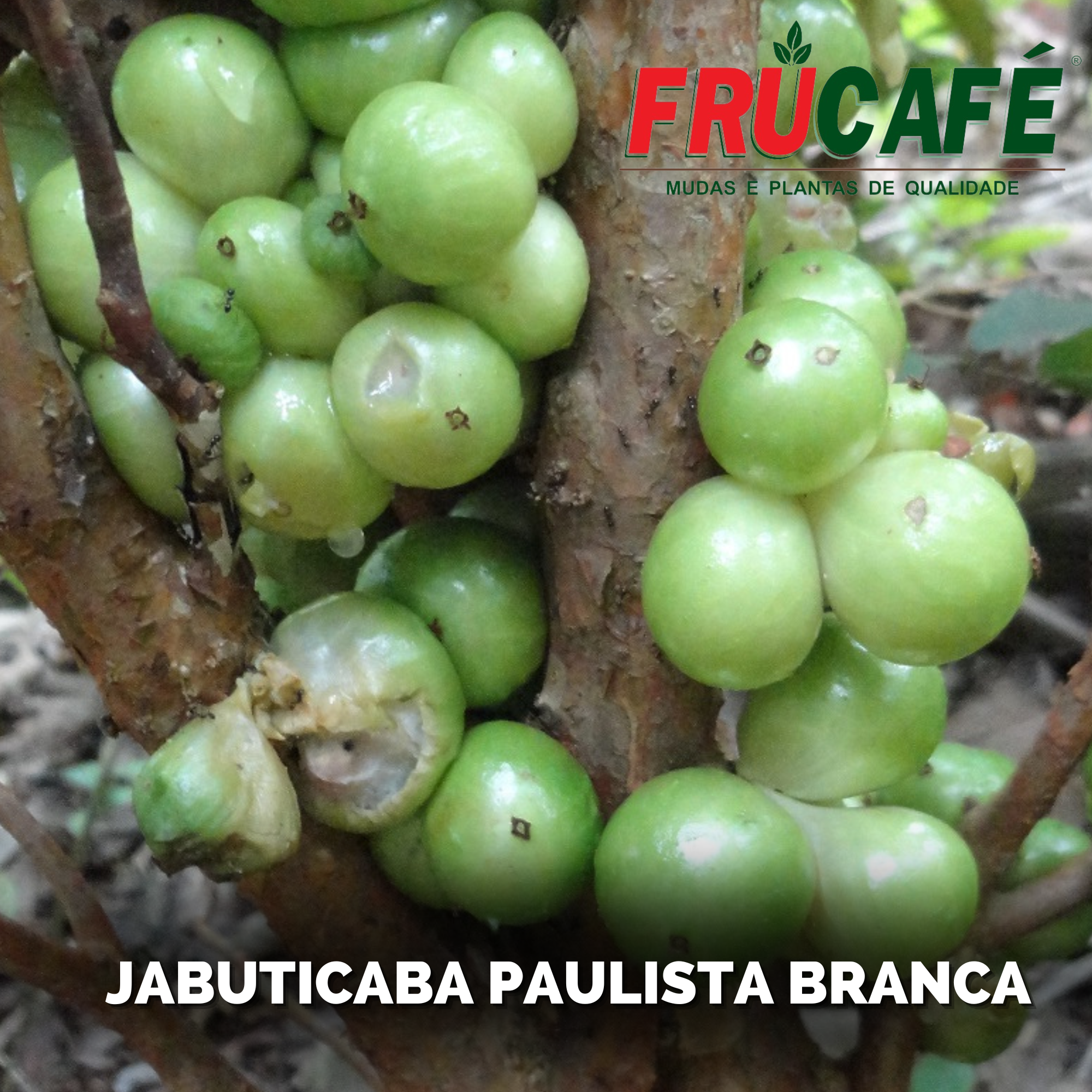 Muda de Jabuticaba Paulista Branca — Viveiro Frucafé