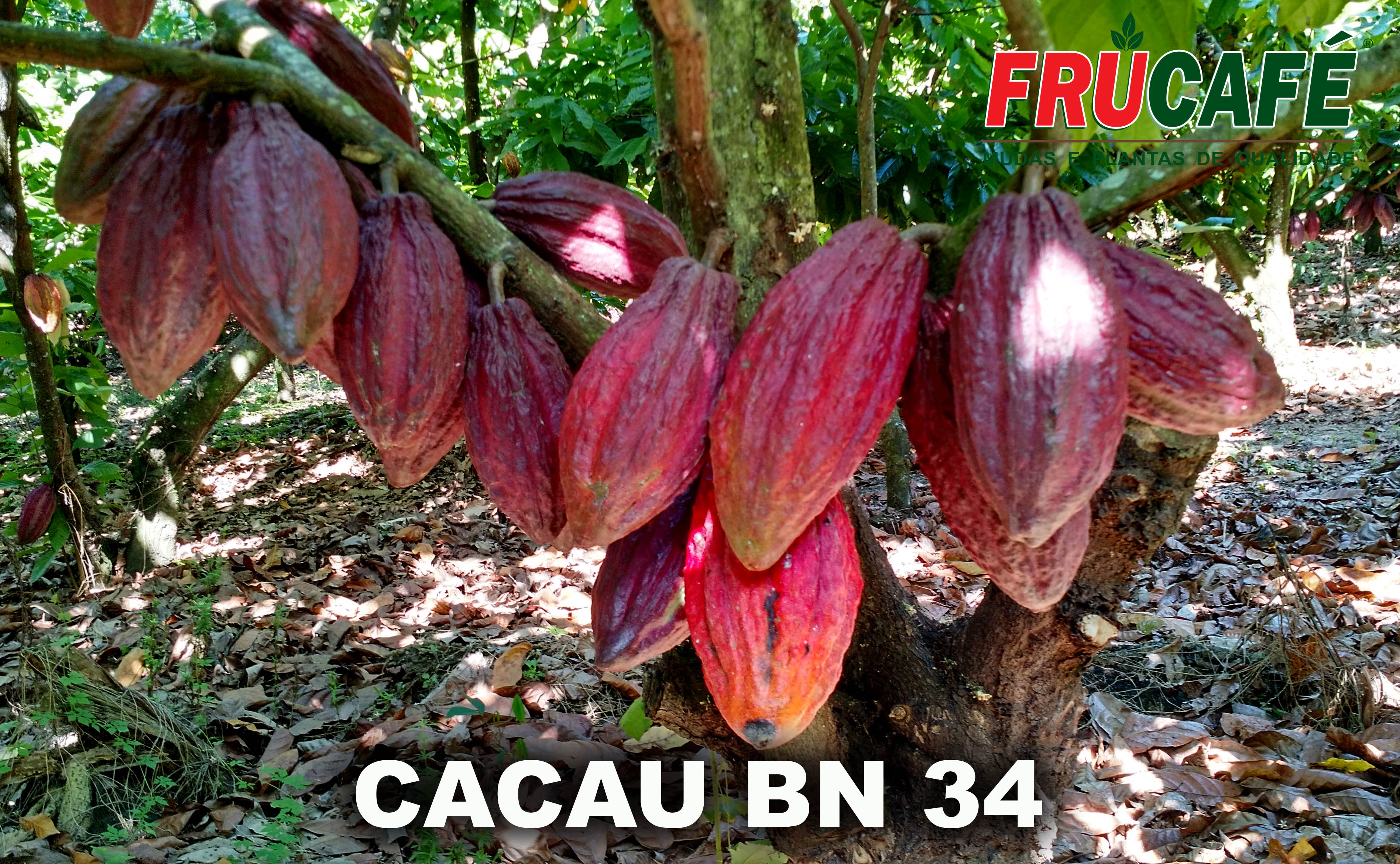 Muda de Cacau BN 34 — Viveiro Frucafé