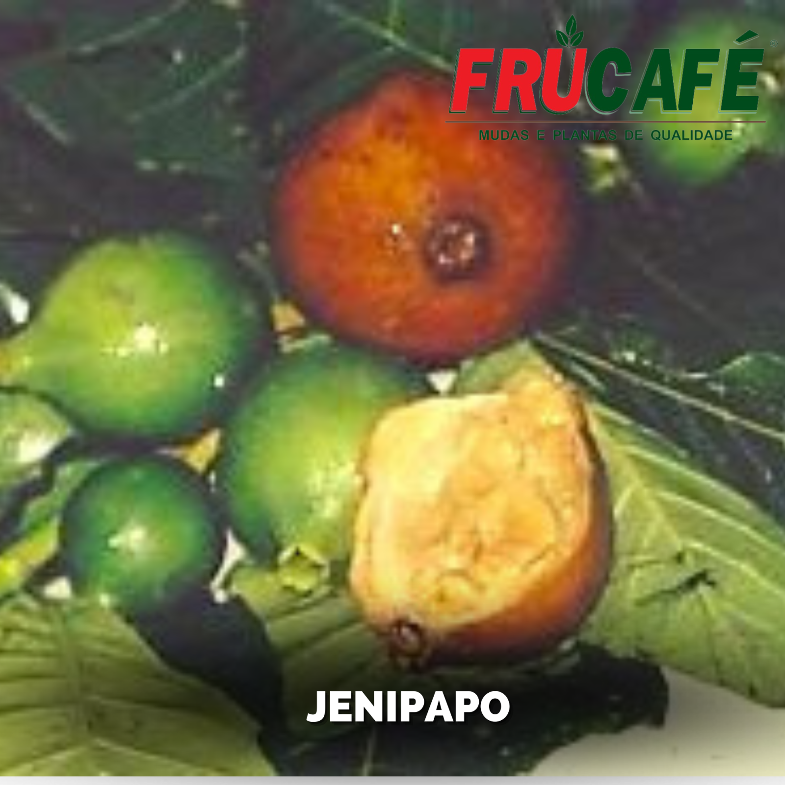 Muda de Jenipapo — Viveiro Frucafé