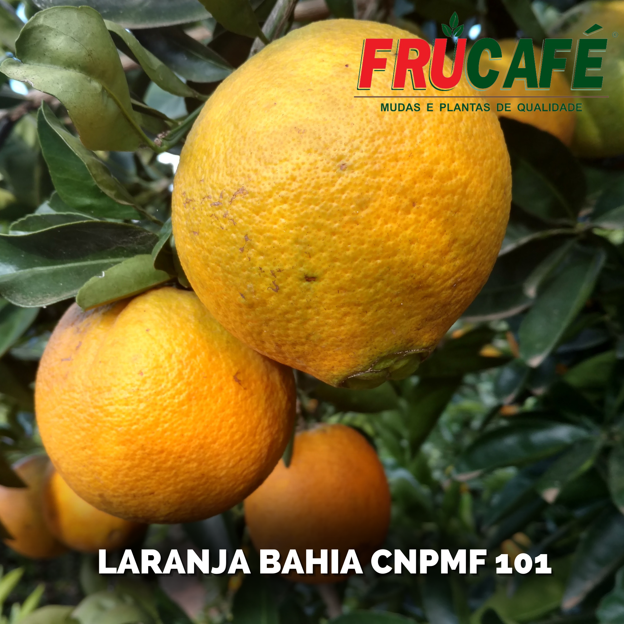 Muda de Laranja Bahia Cnpmf 101 — Viveiro Frucafé