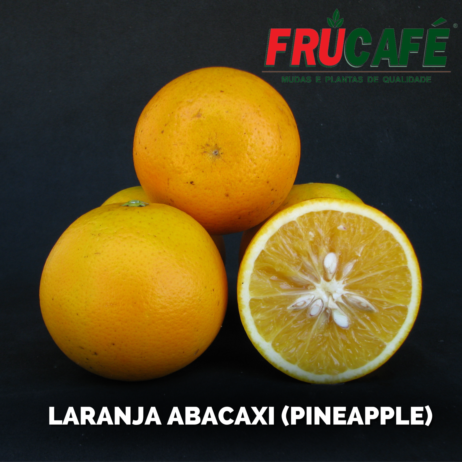Muda de Laranja Abacaxi — Viveiro Frucafé