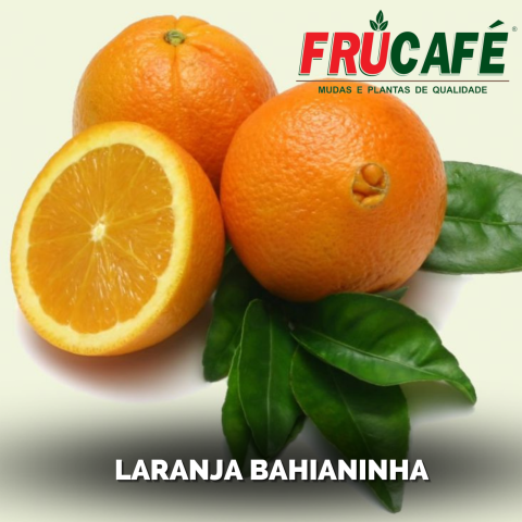 Muda de Laranja Baianinha Cnpmf 01