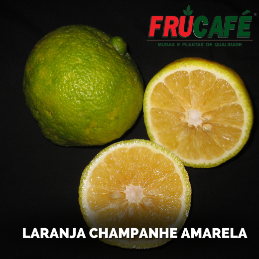 Muda de Laranja Champagne Amarela