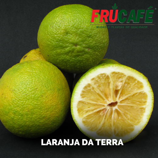 Muda de Laranja da Terra