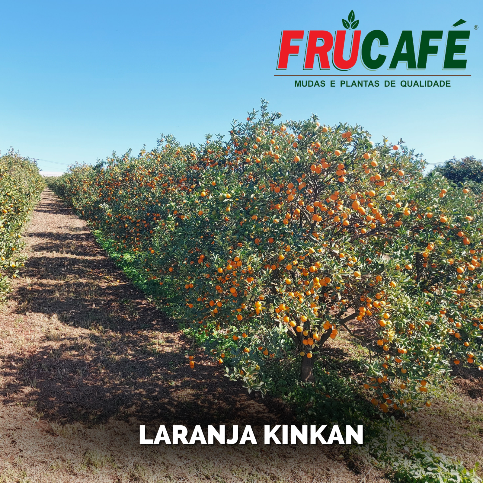 Muda de Laranja Kinkan — Viveiro Frucafé