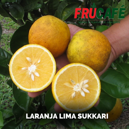 Muda de Laranja Lima Sukkari