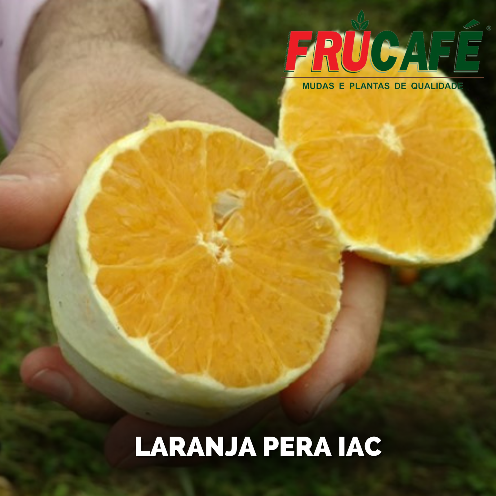 Muda de Laranja Pera IAC — Viveiro Frucafé