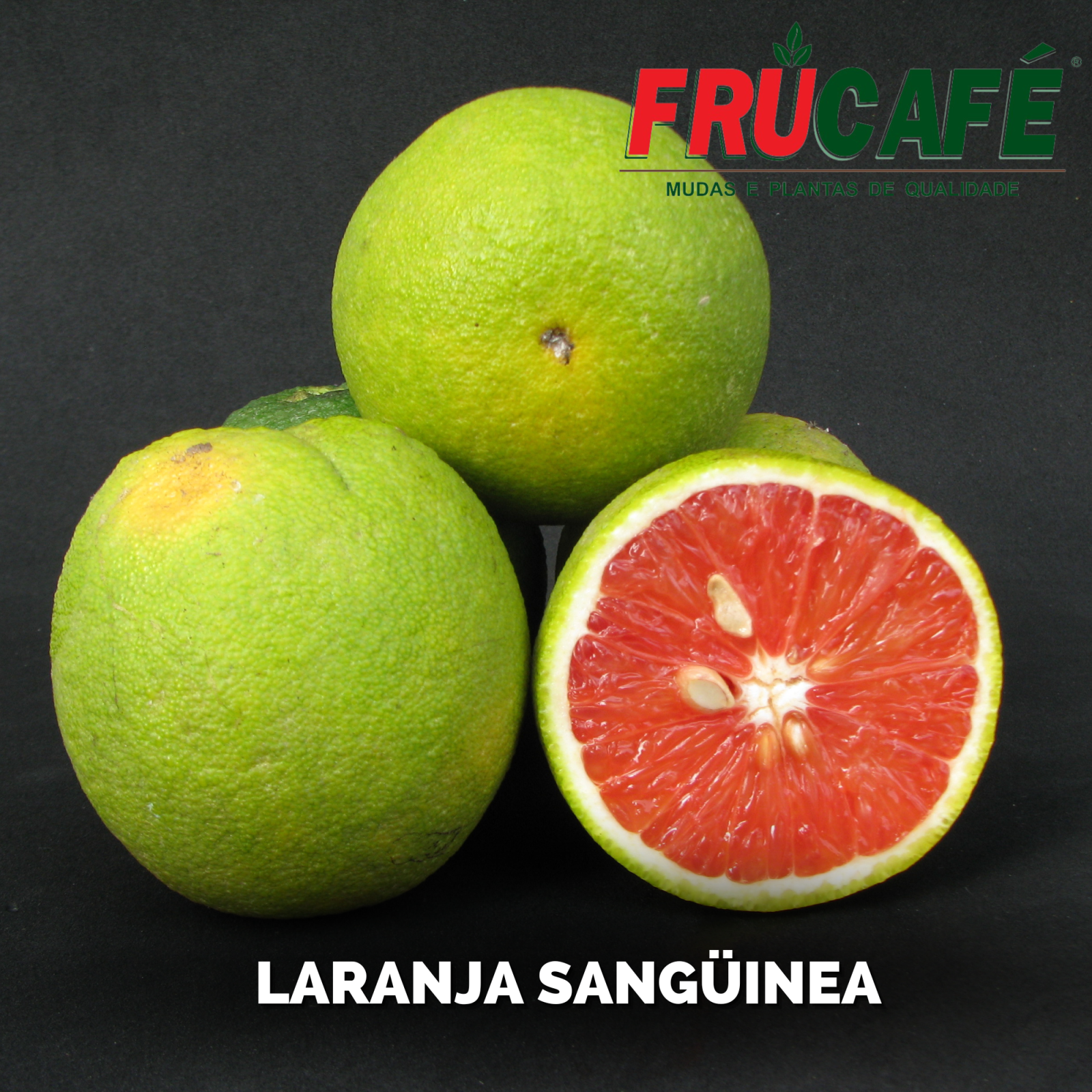 Muda de Laranja Sanguínea — Viveiro Frucafé