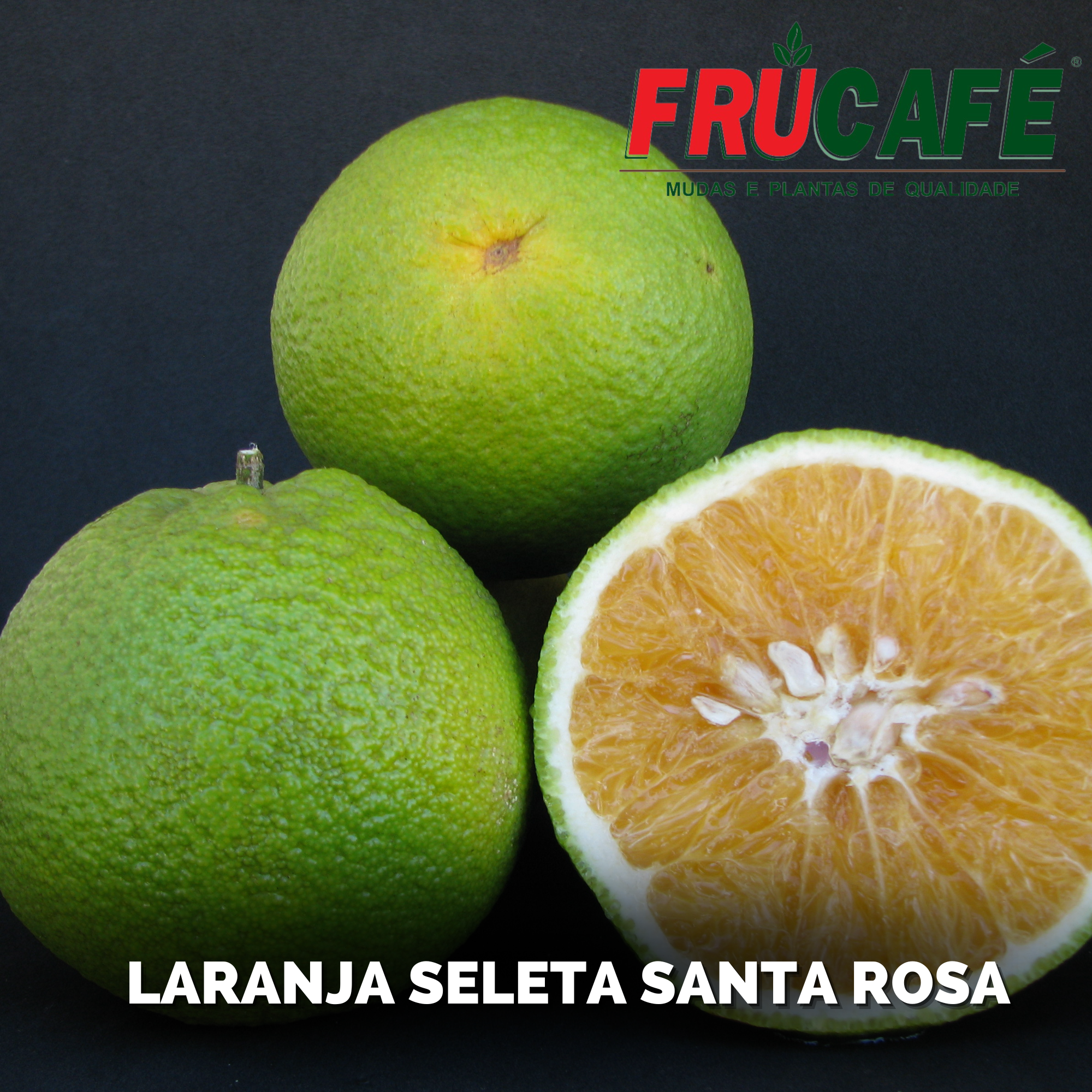 Muda de Laranja Seleta — Viveiro Frucafé
