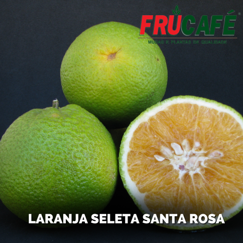 Muda de Laranja Seleta