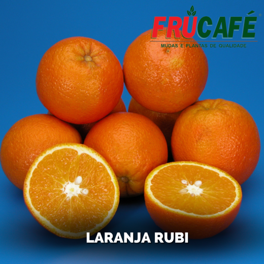 Muda de Laranja Rubi