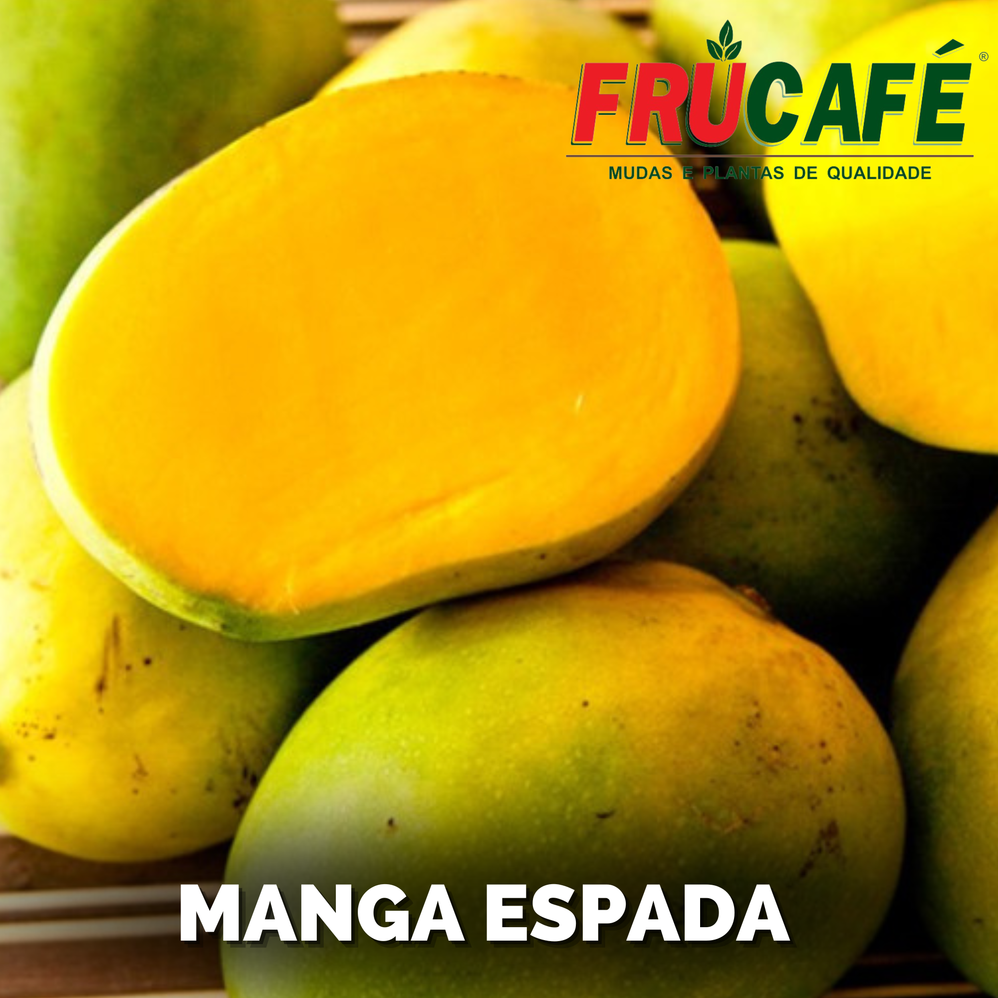 Muda de Manga Espada — Viveiro Frucafé
