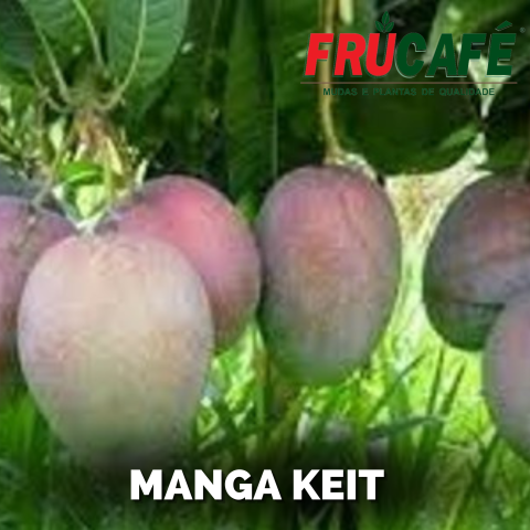 Muda de Manga Keitt