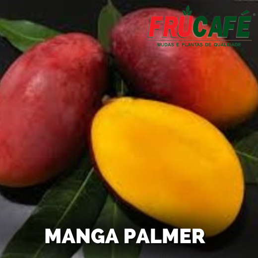 Muda de Manga Palmer