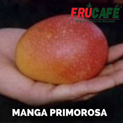 Muda de Manga Primorosa