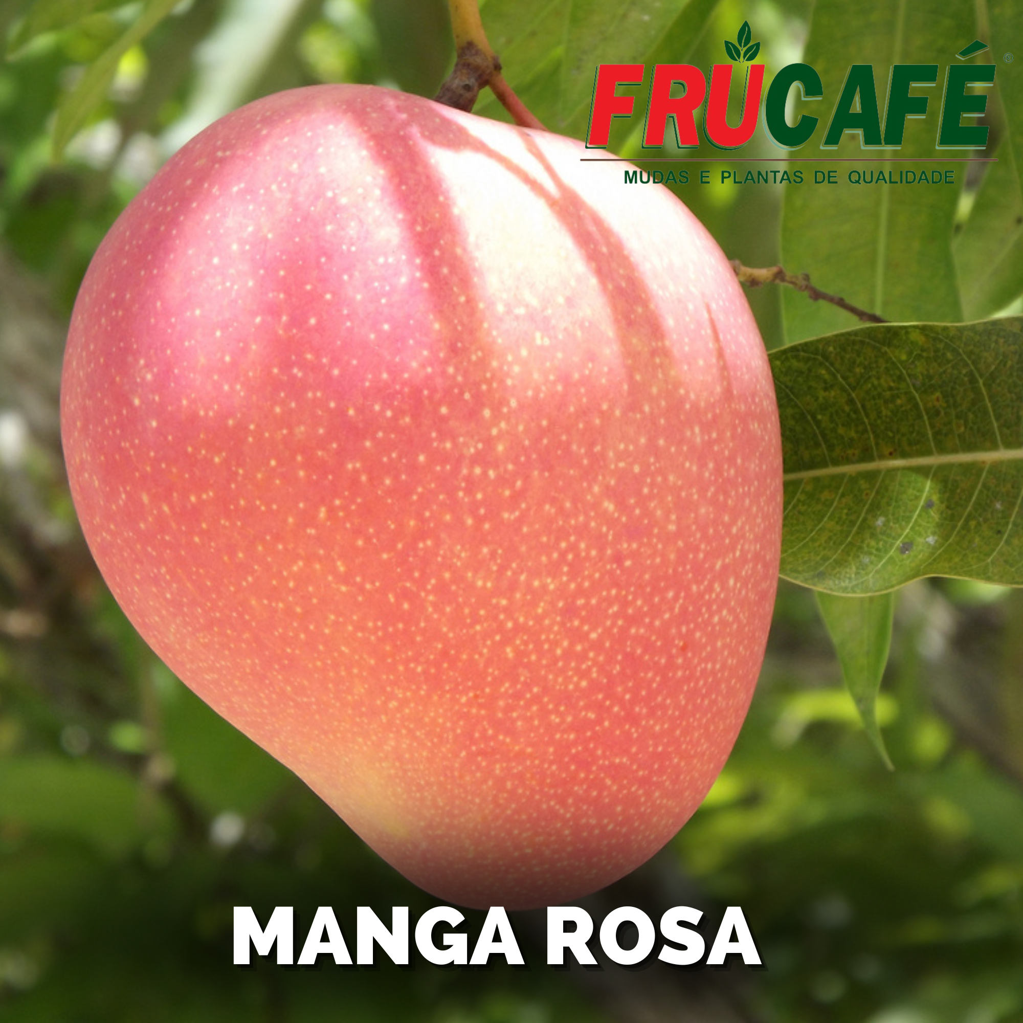 Muda de Manga Rosa — Viveiro Frucafé