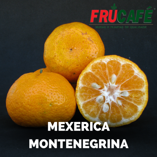 Muda de Mexerica Montenegrina