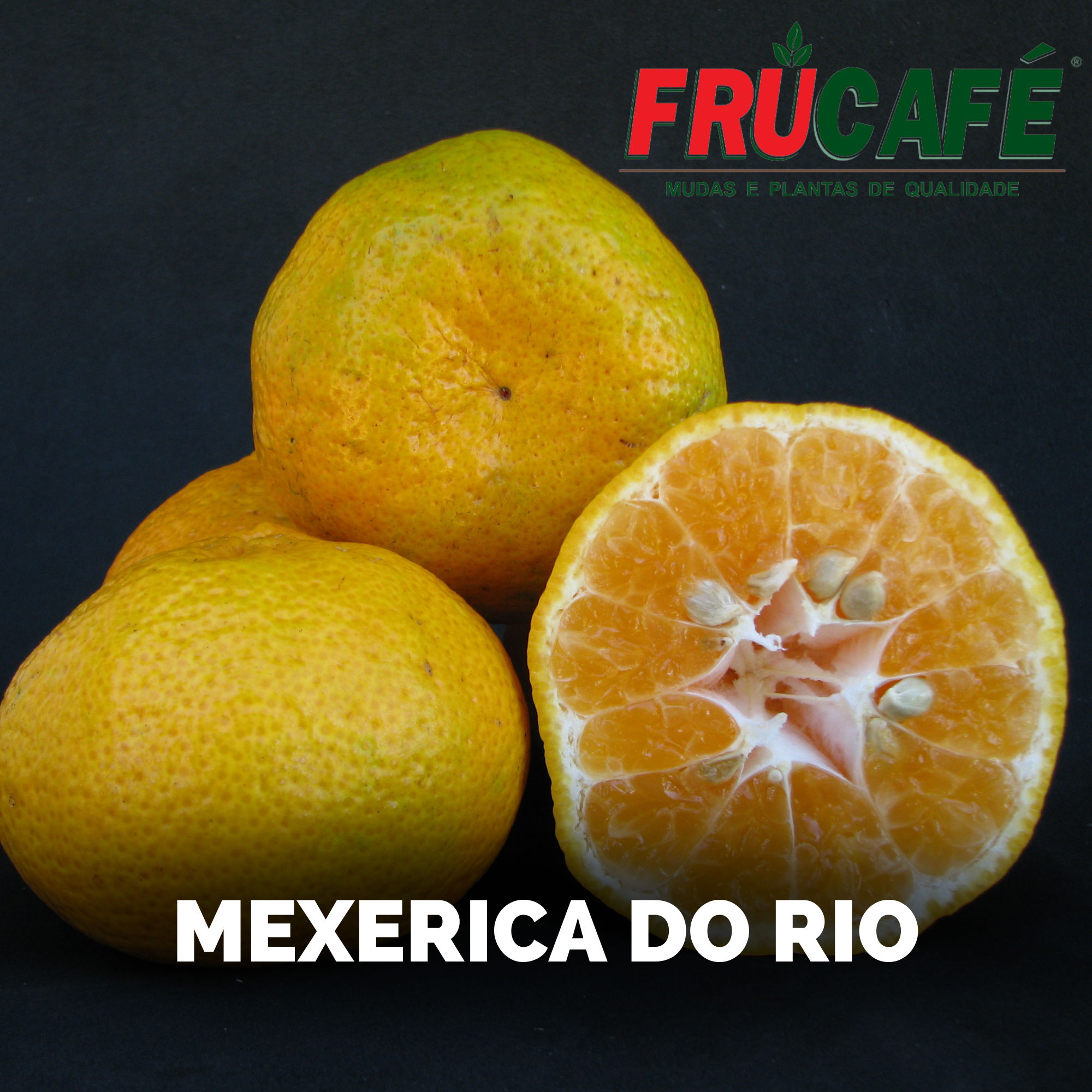 Muda de Mexerica do Rio IAC — Viveiro Frucafé