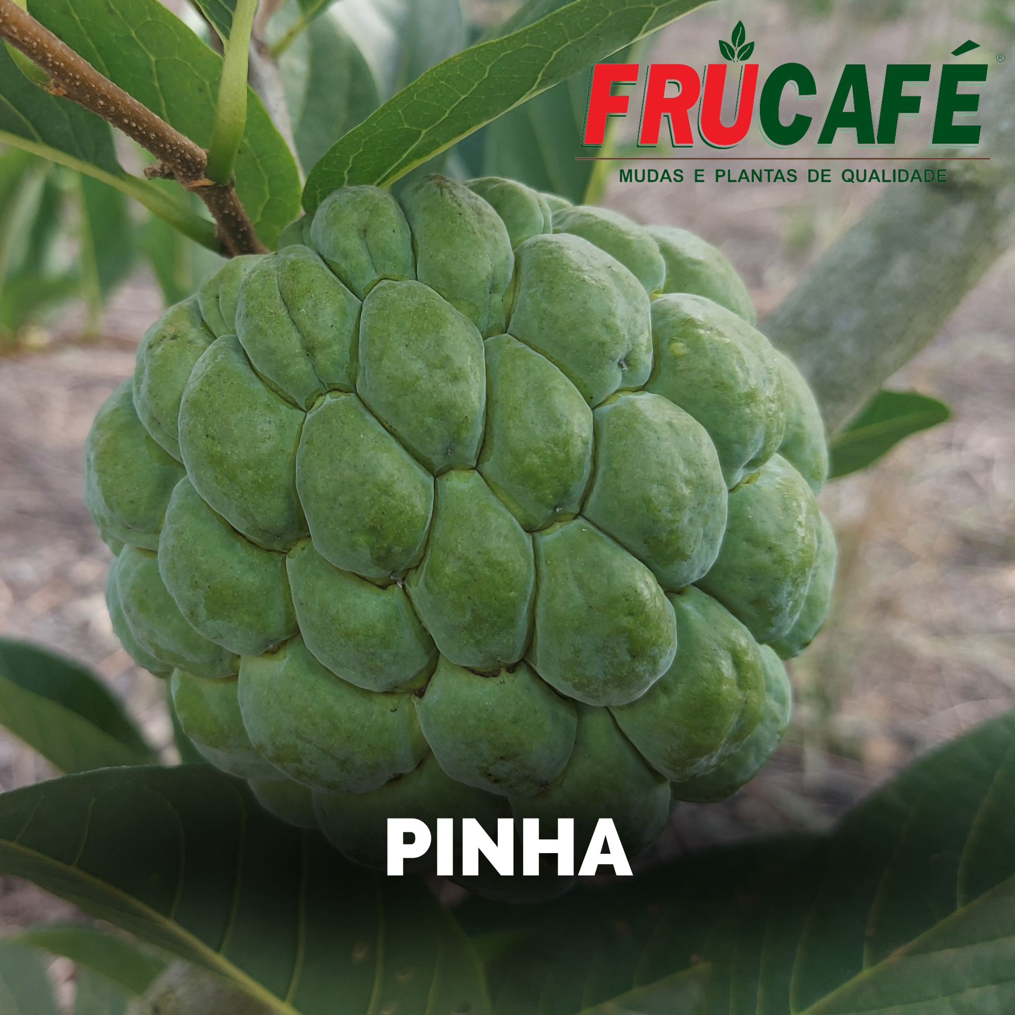 Muda de Pinha — Viveiro Frucafé