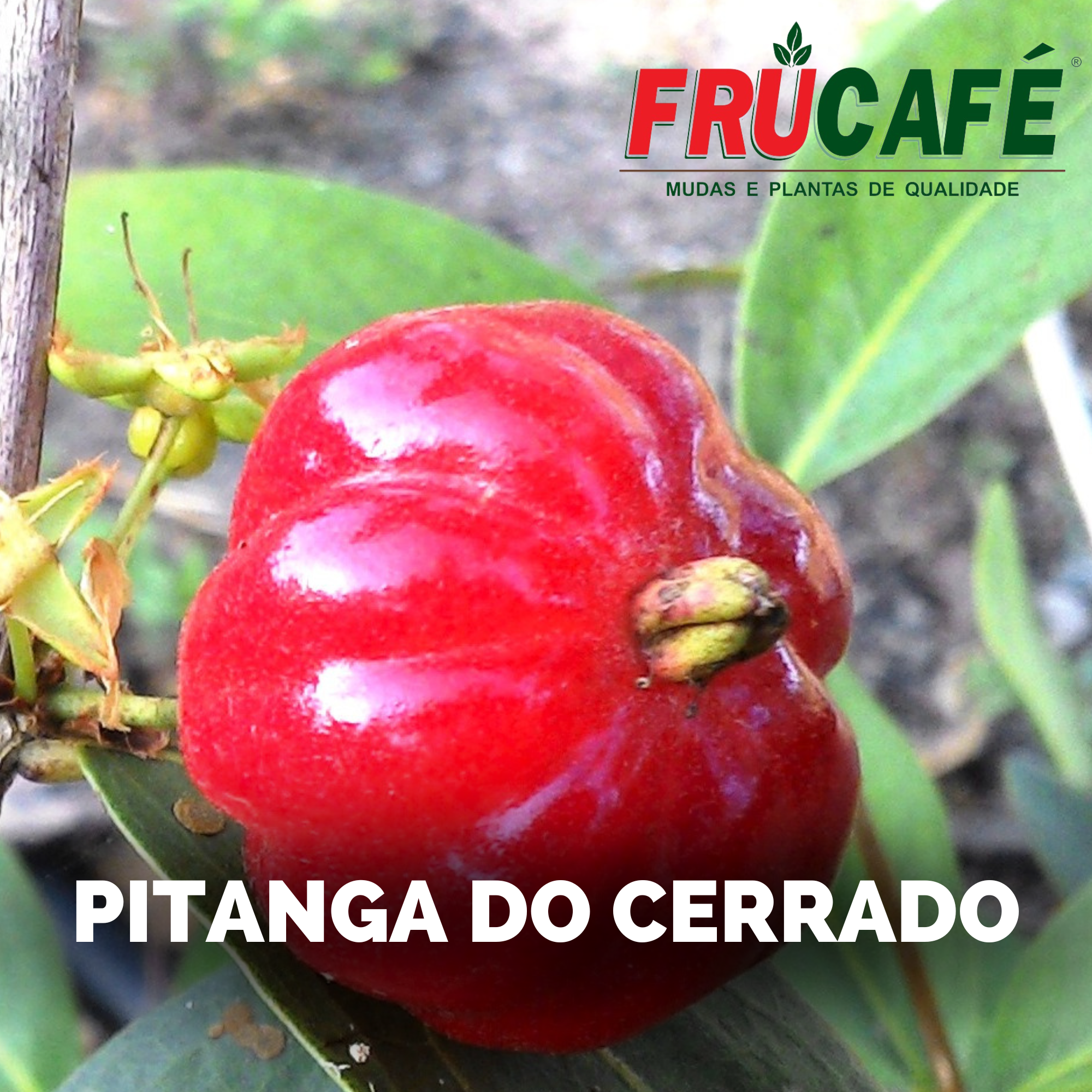 Muda de Pitanga do Cerrado — Viveiro Frucafé