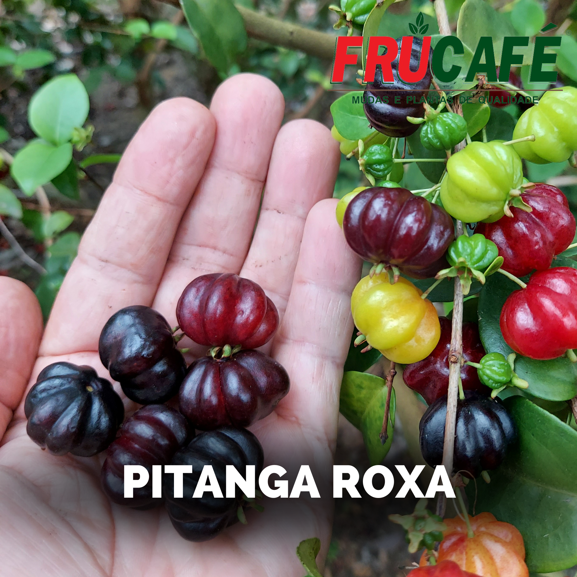 Muda de Pitanga Preta — Viveiro Frucafé