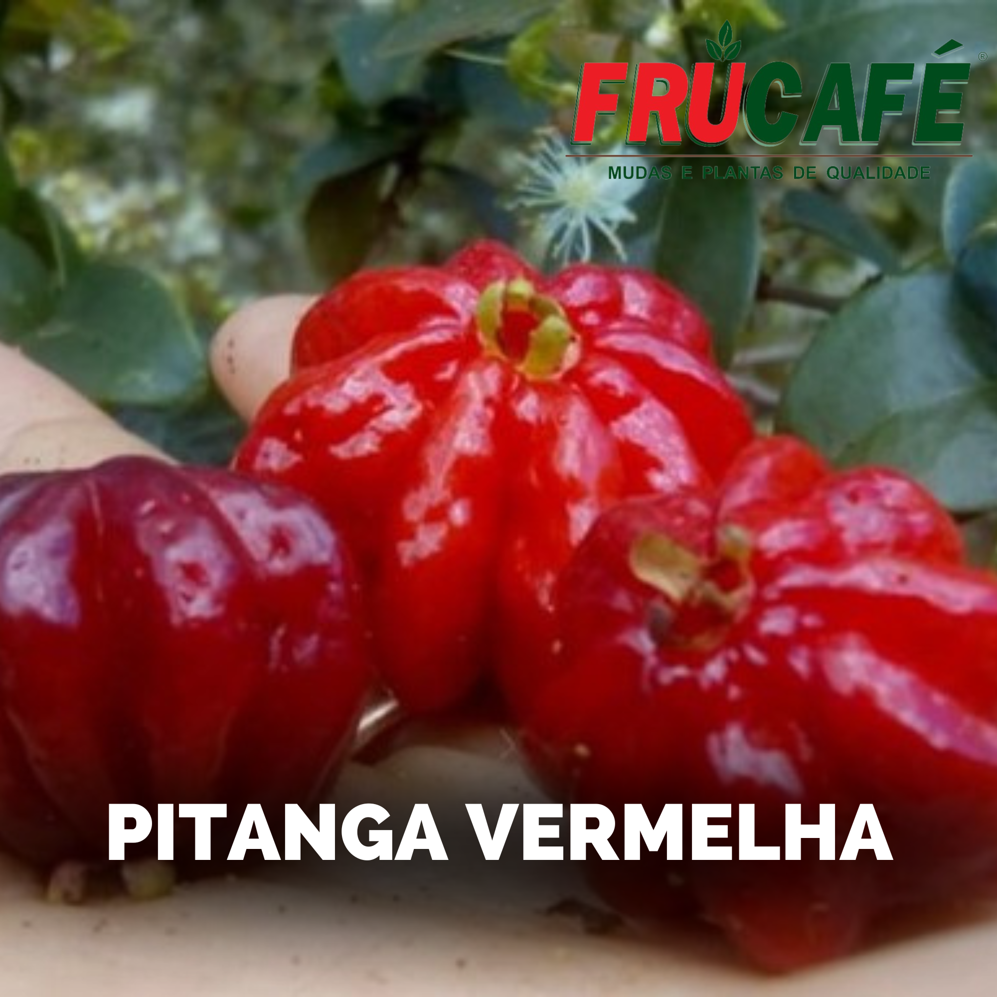Muda de Pitanga Vermelha — Viveiro Frucafé