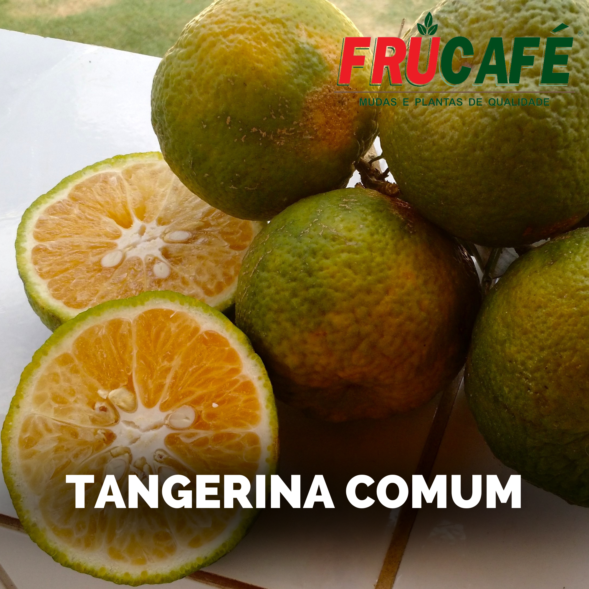 Muda de Tangerina Comum — Viveiro Frucafé