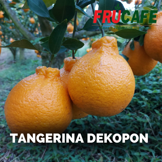 Muda de Tangor Dekopon