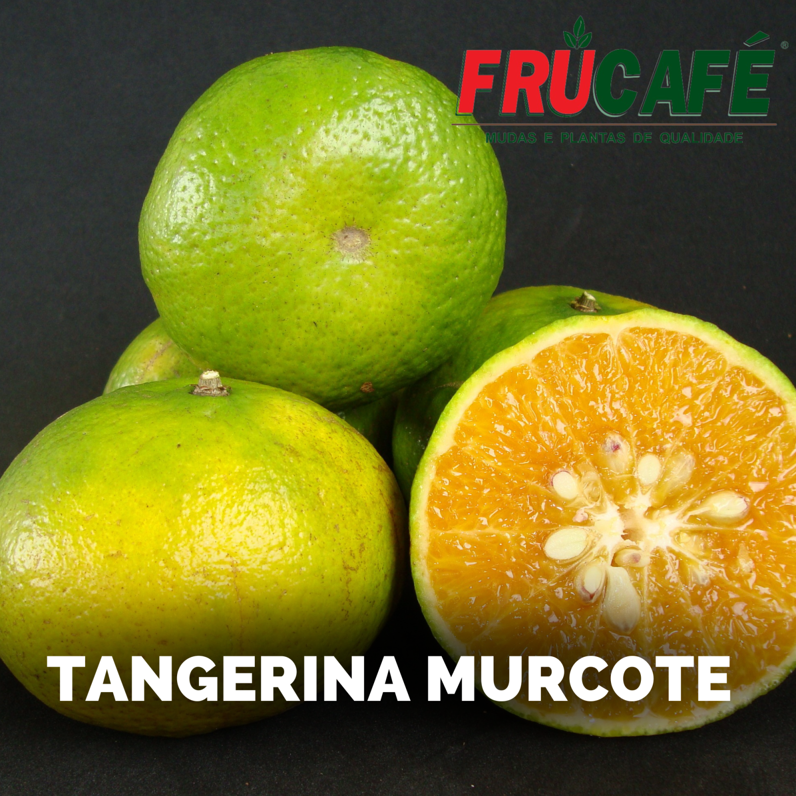 Muda de Tangor Murcote — Viveiro Frucafé