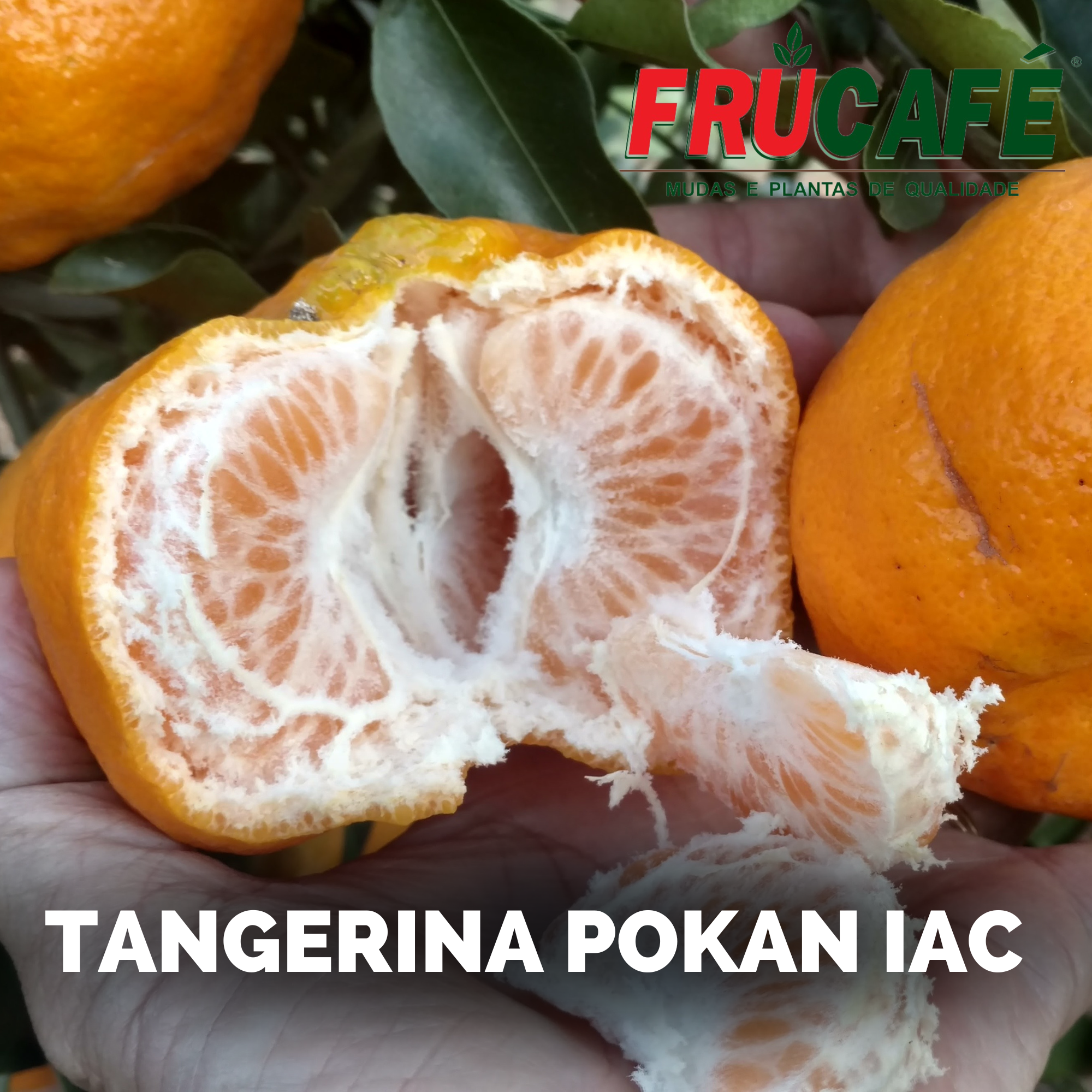 Muda de Tangerina Ponkan IAC — Viveiro Frucafé