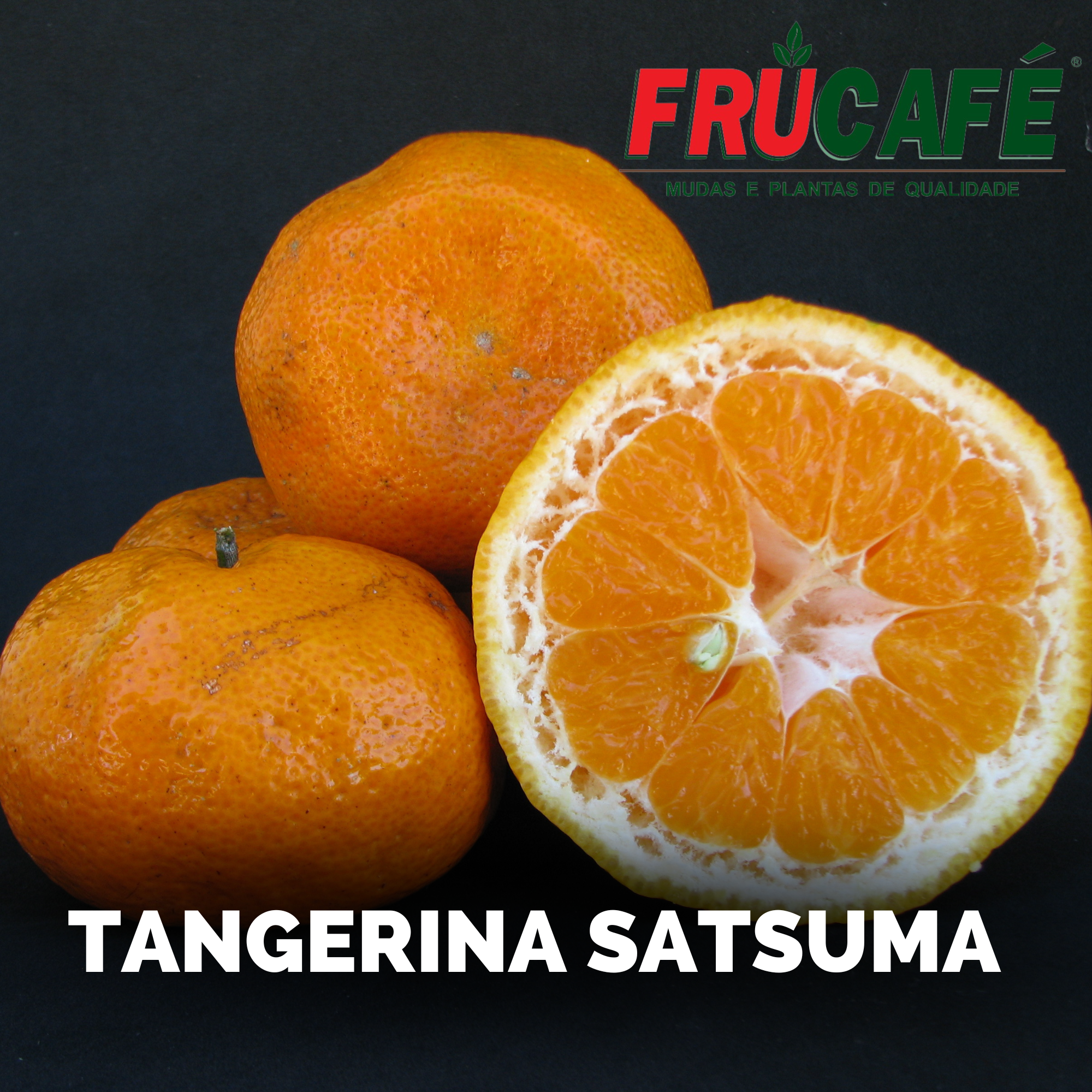 Muda de Tangerina Satsuma — Viveiro Frucafé