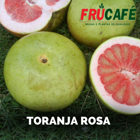 Muda de Toranja Rosada